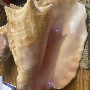 Large Natural Conch Shell